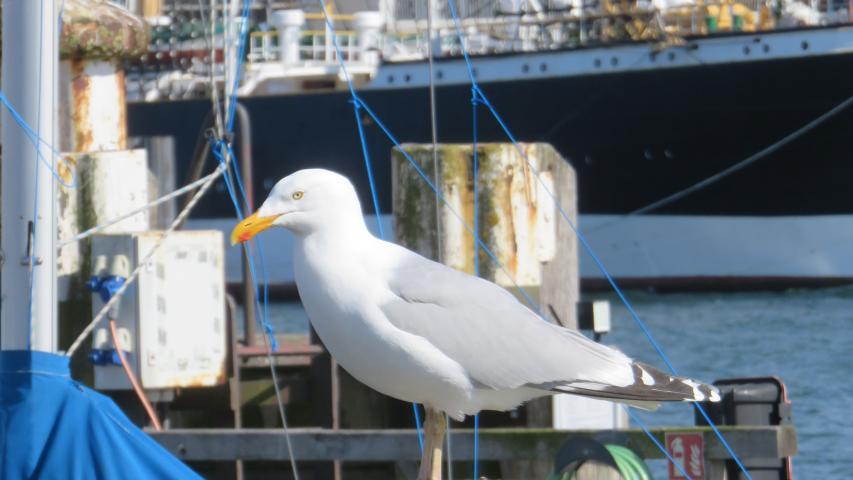 Wunschfahrt nach Travemünde
